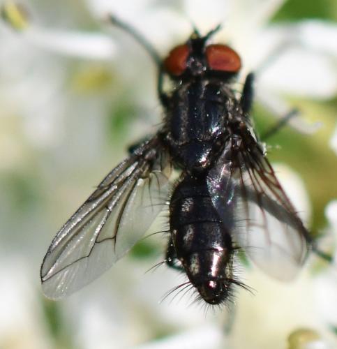 Réf. 287 540 : Nyctia halterata
